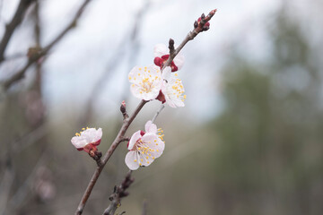 Kyiv, Ukraine, april 2014: Blossom of the Wild Plum in the forest