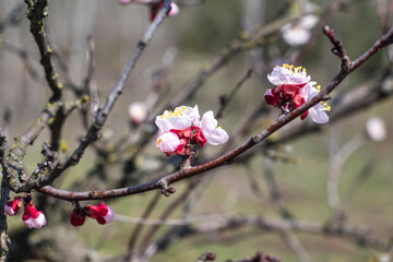 Kyiv, Ukraine, april 2014: Blossom of the Wild Plum in the forest