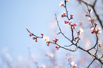 Kyiv, Ukraine, april 2014: Blossom of the Wild Plum in the forest