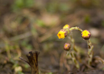 flower, nature, yellow, plant, spring, flowers, green, grass, dandelion, flora, summer, garden, blossom, beauty, macro, coltsfoot, bloom, leaf, close-up, meadow, wild, petal, beautiful, white, foalfoo