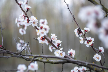 Kyiv, Ukraine, april 2014: Blossom of the Wild Plum in the forest