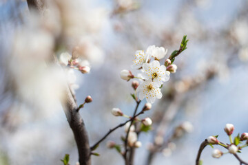 Kyiv, Ukraine, april 2014: Blossom of the Wild Plum in the forest