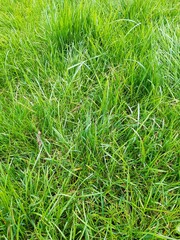 green grass background