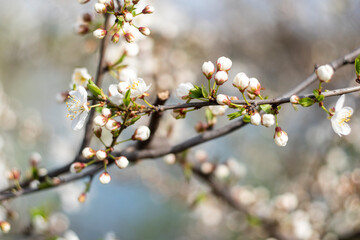Kyiv, Ukraine, april 2014: Blossom of the Wild Plum in the forest