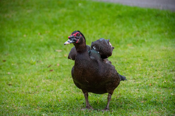 Exotic black Duck in a park, black duck in a zoo. Exotic goose in farm