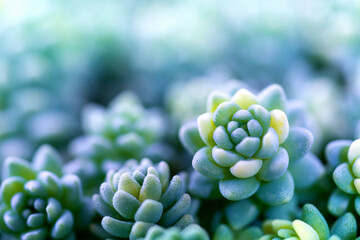 Macro green cactus. Nature background.