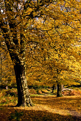 colorful autumn trees inside the Richmond Park in London.