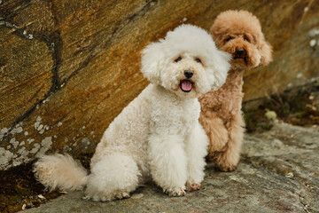 two poodles sitting on a mountain rocks
