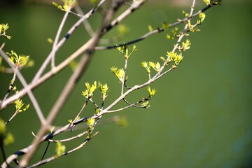 Bourgeons