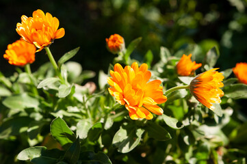 Calendula officinalis is an annual plant of the Asteraceae family. Yellow-orange flower close up.