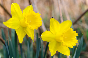 Obraz premium bright yellow flowers daffodils close up