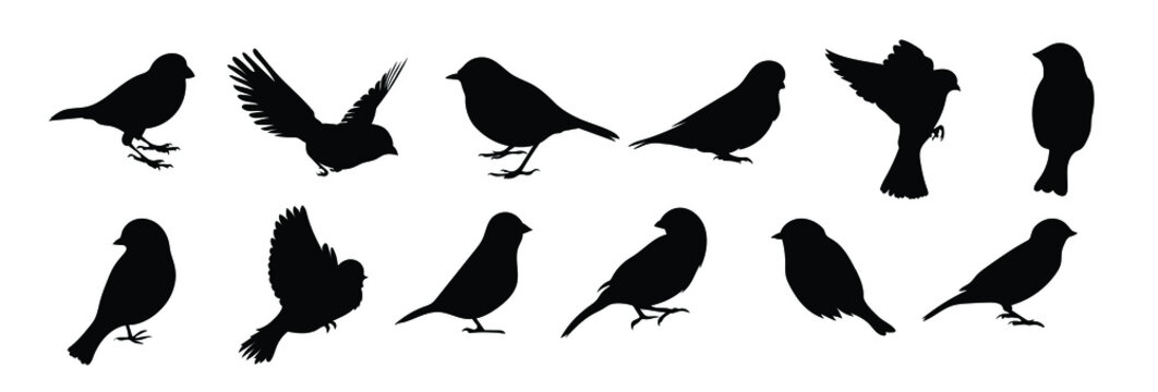 Set of black bird silhouettes. Vector elements for design. 