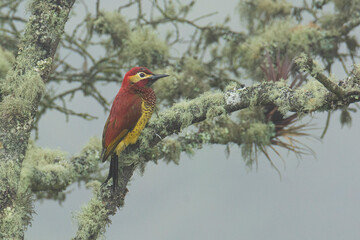 woodpecker
colaptes rivolii