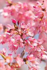 Fototapeta na wymiar Flowering white sakura in spring.