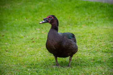 Exotic black Duck in a park, black duck in a zoo. Exotic goose in farm