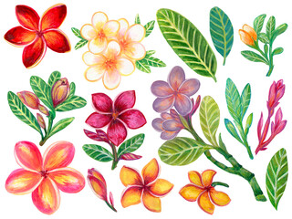 Hand painting watercolor illustration colorful  plumeria frangipani flower foliage leaf and bouquet elements on white