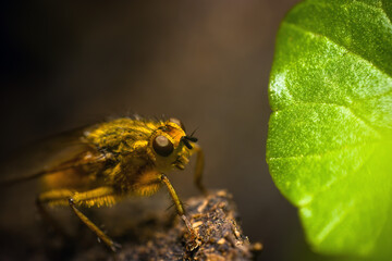 Yellow Dung Fly next to a Leaf