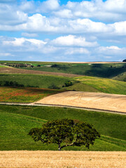 picturesque rolling hills on the countryside of Dorset, England during summer