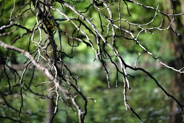 Branches