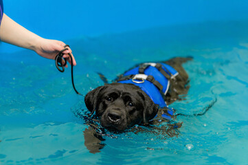 the labrador swims in the dog pool