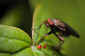 Fly sitting on a Leaf looking up