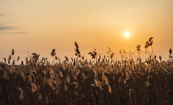 reed grass on sunset sunrise © олександр каплун