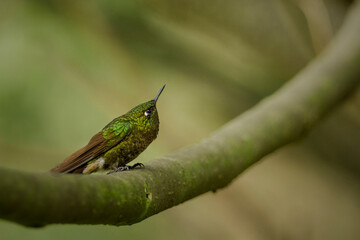 Tyrian Metaltail
Hummingbird