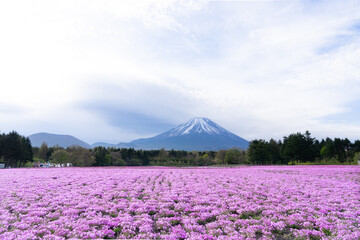 富士山と芝桜