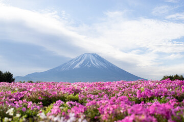 富士山と芝桜