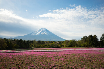 富士山と芝桜