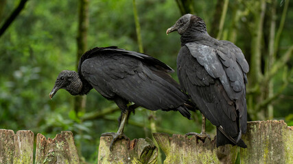 black vulture
coragyps atratus