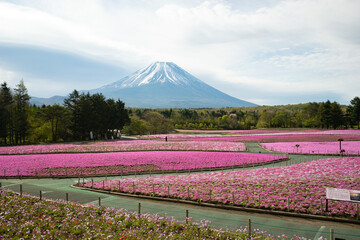 富士山と芝桜