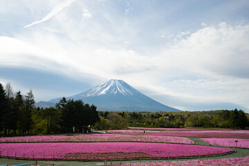 富士山と芝桜