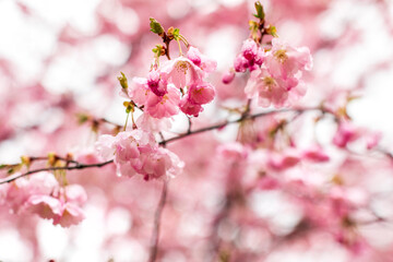 Flowering white sakura in spring.
