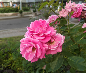 Garden rose shrub in bloom with pink flowers on a summer day