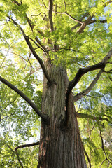 Naklejka premium Sprawling branches and vast tree trunk with forest canopy