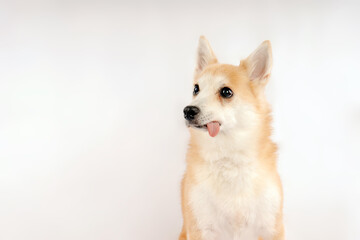 Brown and White Dog Sticking out Tongue