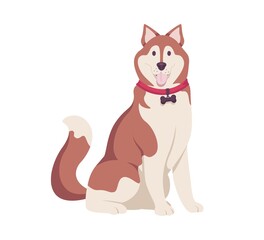 Copper and white dog sitting with tongue out. Husky breed dog, playful and funny pooch with pink collar isolated on white background. Vector illustration.