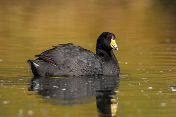 American Coot
Fulica americana