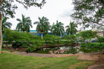 Fototapeta na wymiar tropical garden with palm trees and a beautiful lagoon