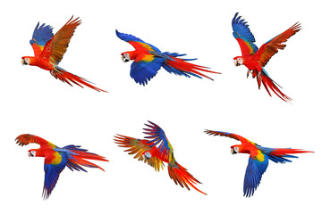 Set of scarlet macaw isolated on white.