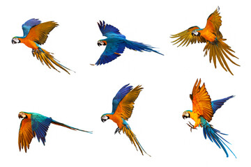 Set of blue and gold macaw isolated on white.
