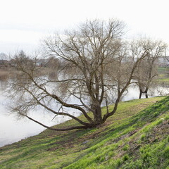 Beautiful bare branching tree on slope shore near river water, beautiful European river landscape at Sunny spring day