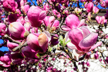 Close up of many large delicate white and pink magnolia flowers in full bloom on a branch towards clear blue sky  in a garden in a sunny spring day, beautiful outdoor floral background.