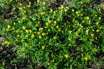 Many delicate yellow flowers of Ranunculus repens plant commonly known as the creeping buttercup, creeping crowfoot or sitfast, in a forest in a sunny spring day, floral background.