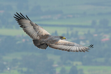 Black chested Buzzard Eagle
Geranoaetus melanoleucus