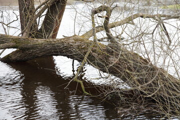 Falled bare tree in the water, spring River overflowed in Europe