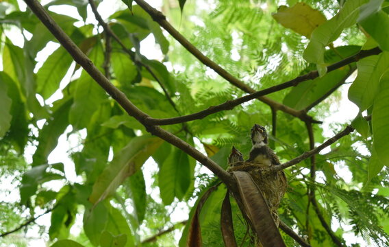baby white throat fantail bird waiting for father and mother feeding in nest under mango tree