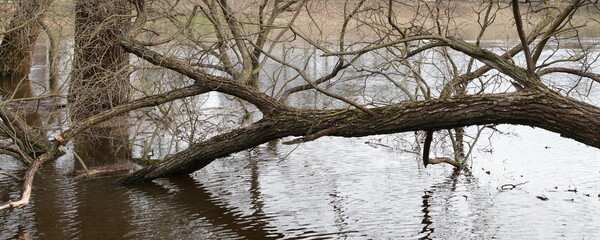 Falled dry tree in the water, spring  inundation in Europe