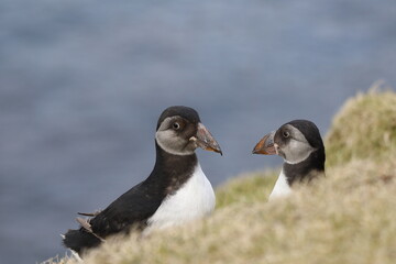 Pufflings, Papageitaucher